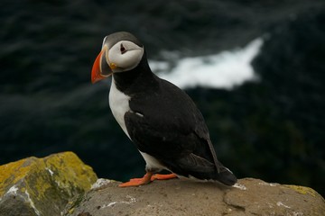 wildlife in Iceland, seabird, Puffin