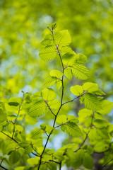 Naklejka premium Fresh green leaves branch leaves trees outdoors in spring park