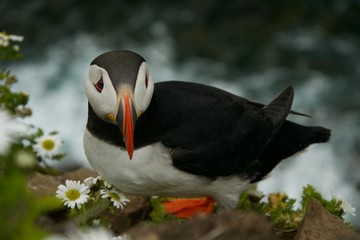 wildlife in Iceland, seabird, Puffin