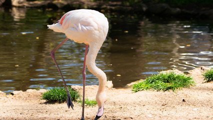 Flaming różowy, Phoenicopterus roseus © Dreamnordno