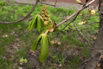 Naklejka premium young chestnut tree bud