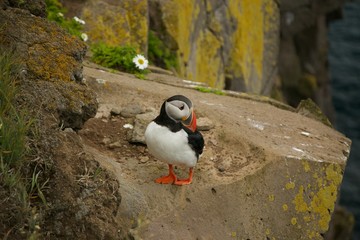 wildlife in Iceland, seabird, Puffin