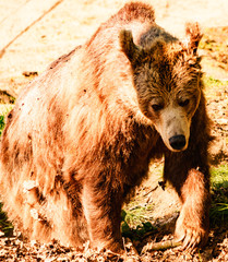 Fototapeta premium Niedzwiedz grizzli