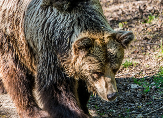 Niedzwiedz grizzli © Dreamnordno