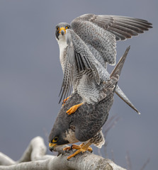 Peregrine Falcons Mating 