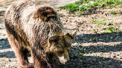 Niedzwiedz grizzli © Dreamnordno