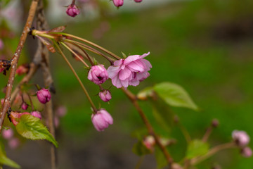 Obraz premium flowering tree branch