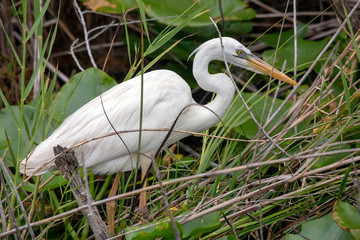 Great Egret (Ardea alba)