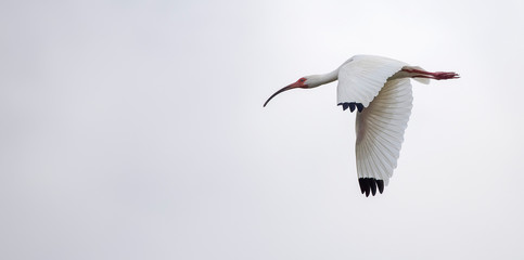 American white Ibis (Eudocimus albus) in flight