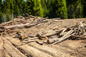 Logs in the meadow.Concept.-destruction of nature