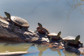 Perching turtle group