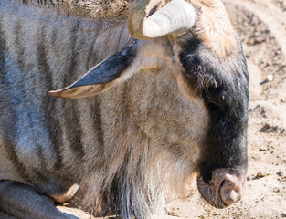 Connochaetes, gnu, antylopa © Dreamnordno