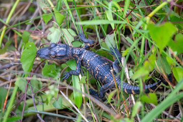 Baby American alligator (Alligator mississippiensis)