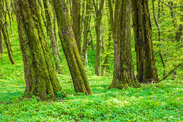 Trees in a green forest in early spring