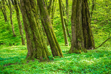 Trees in a green forest in early spring