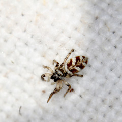 Springspinne