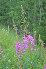 rallarros dalarna wild flower