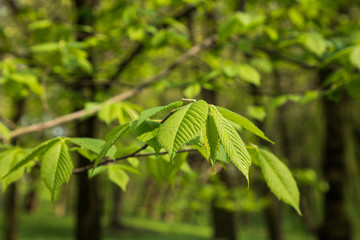 Fresh green leaves branch leaves trees outdoors in park