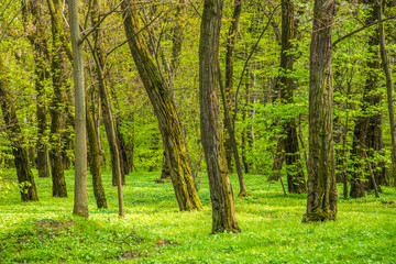 Forest trees. nature green wood in spring. Spring time