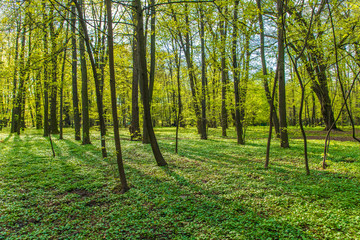Obraz premium Forest trees. nature green wood in spring. Spring time