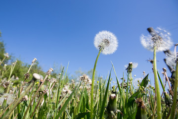 Sunny day in the springtime at Slovenian vineyards