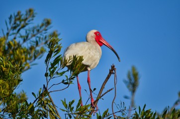 White Ibis Roosting in Tree at Pinckney National Wildlife Refuge South Carolina