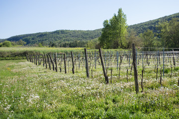 Fototapeta na wymiar Sunny day in the springtime at Slovenian vineyards