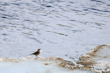 little bird on ice