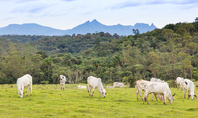 Obraz premium Gado pastando no campo