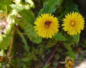 Feuerwanzen auf Löwenzahn