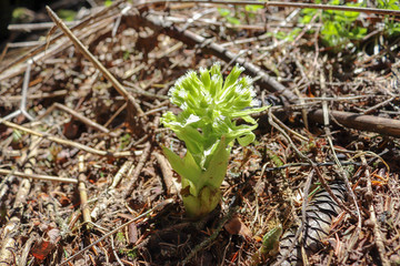 Aufblühende Blume in den Alpen