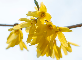 yellow flowers forsythia closeup on white background