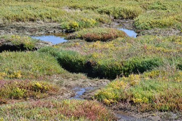 Wetlands Macro Lopez Island Washington State