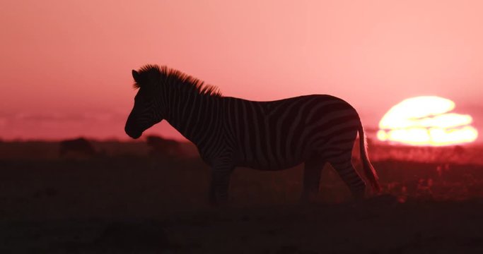 Close-up view of a Zebra walking past the setting sun on the Makgadikgadi Pans,Botswana 