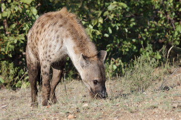 Tüpfelhyäne / Spotted hyaena / Crocuta crocuta