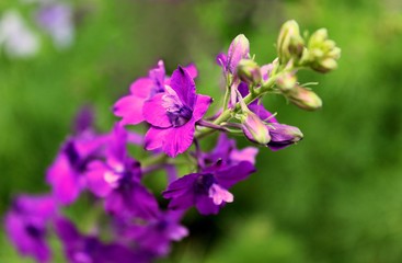 Obraz premium Lilac flower on a green background