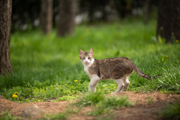 Cute and curious little cat spotted outside in the park. Beautiful mammal with domestic expression.