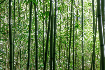 Bamboo Trees in Japanese Tea Garden. San Francisco, California, USA.