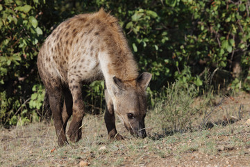 Tüpfelhyäne / Spotted hyaena / Crocuta crocuta