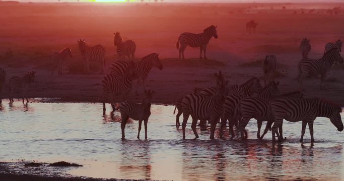 A group of Zebras and their foals drinking at a waterhole at sunset on the Makgadikgadi Pans,Botswana 