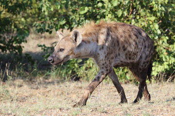 Tüpfelhyäne / Spotted hyaena / Crocuta crocuta