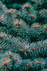 background texture pine branches with young cones