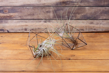 Florarium Glass vase with succulent plant.