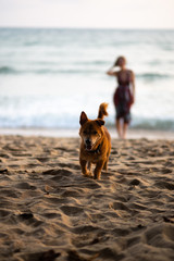 Happy dog running towards owner with a woman in a colorful dress in the background