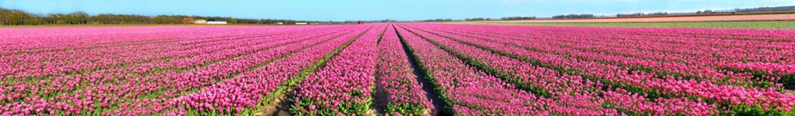 Tulpenblüte am Bollenstreek
