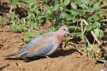 Palmtaube oder Senegaltaube / Laughing dove or Little brown dove / Stigmatopelia senegalensis