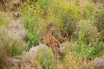 Coastal deer at Sea Ranch on the N. Caifornia Coast