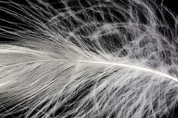 White down feather on black background, close up, macro