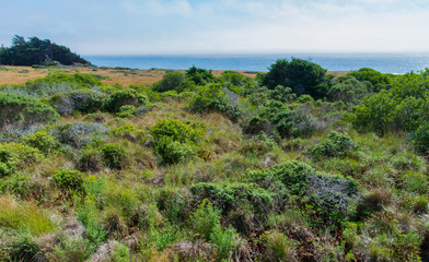 Coastal grasses on the N. California coast