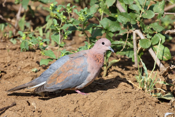 Palmtaube oder Senegaltaube / Laughing dove or Little brown dove / Stigmatopelia senegalensis